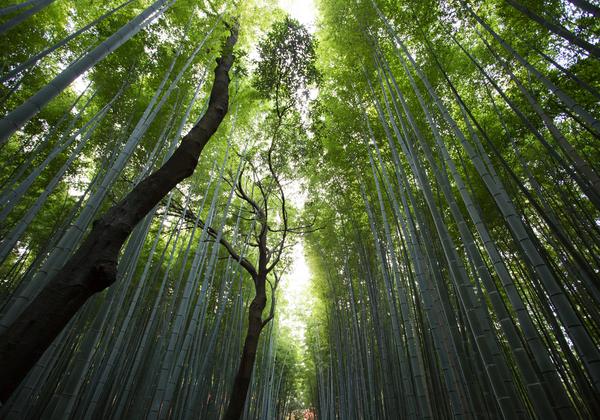 Light streaming through a verdant forest